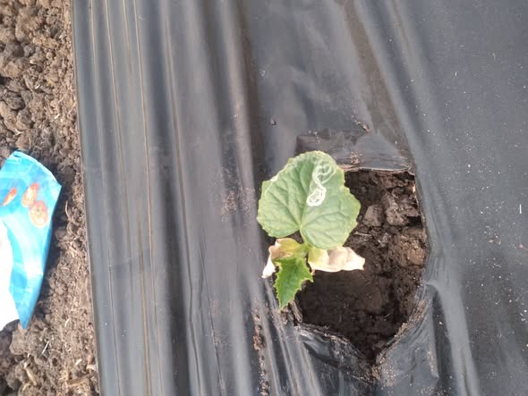 انا عارف انه صانعات أنفاق بس بتكلم ع احتراق الأوراق ده اي مع انه لسه مزروع من اسبوع